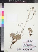 Eriogonum arizonicum image