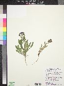 Phacelia crenulata image