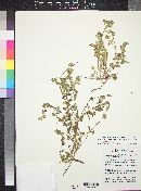 Euphorbia pediculifera image
