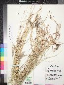 Dichanthium annulatum image