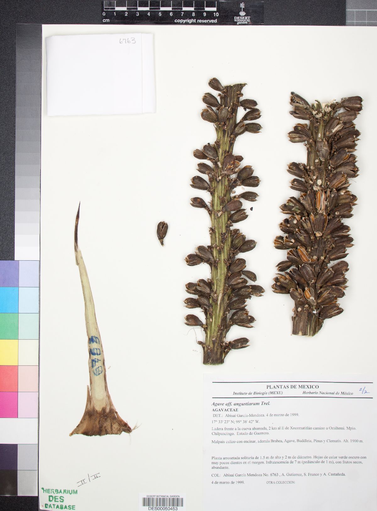 Agave angustiarum image