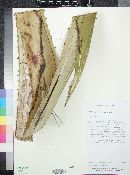 Furcraea guatemalensis image