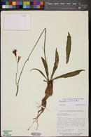 Manfreda maculata image