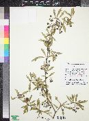 Berberis ruscifolia image