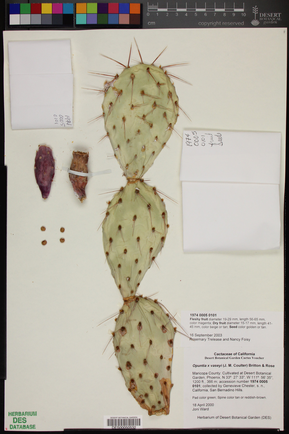 Opuntia x vaseyi image