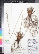 Agave parviflora subsp. parviflora image
