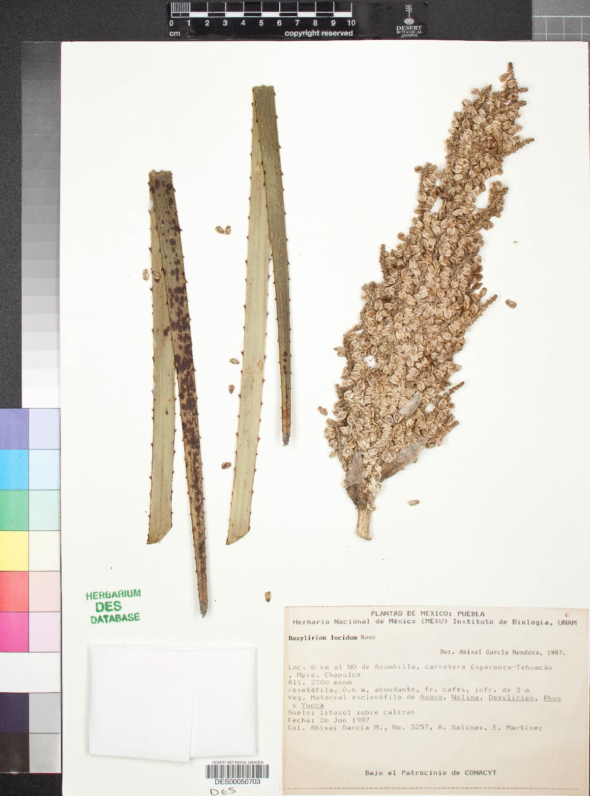 Dasylirion lucidum image
