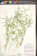 Desmodium procumbens image