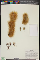 Cylindropuntia bigelovii image