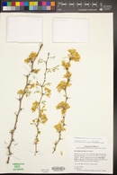 Parkinsonia praecox image