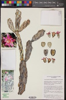 Cylindropuntia cholla image