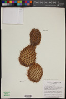 Opuntia pycnantha image