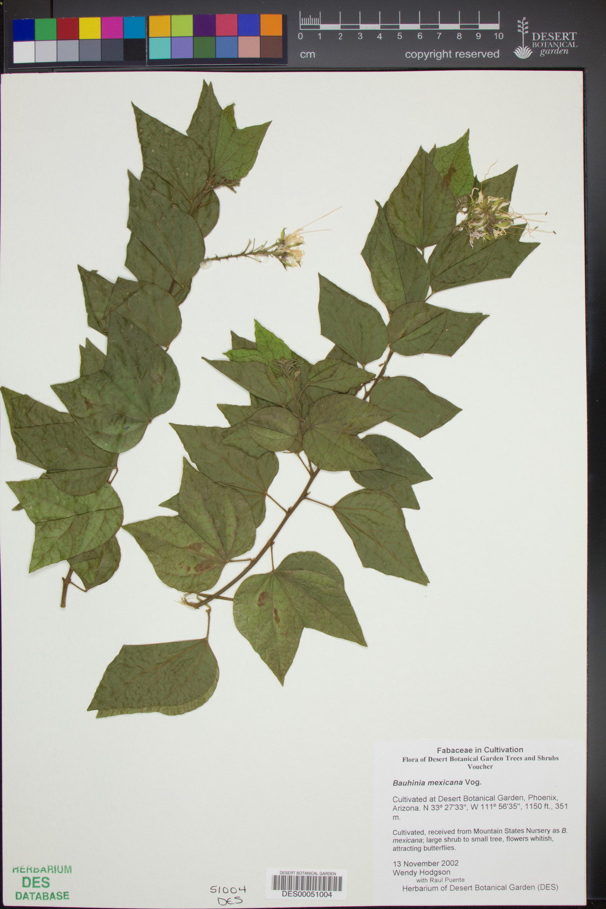 Bauhinia mexicana image