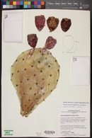 Opuntia engelmannii image