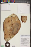 Opuntia engelmannii image