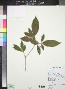 Cornus disciflora image