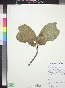 Quercus obtusata image