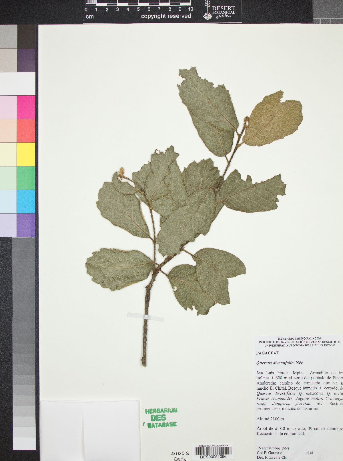 Quercus diversifolia image