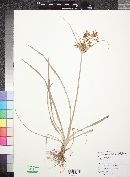 Cyperus rotundus image