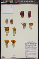 Opuntia x vaseyi image