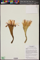 Echinopsis leucantha image