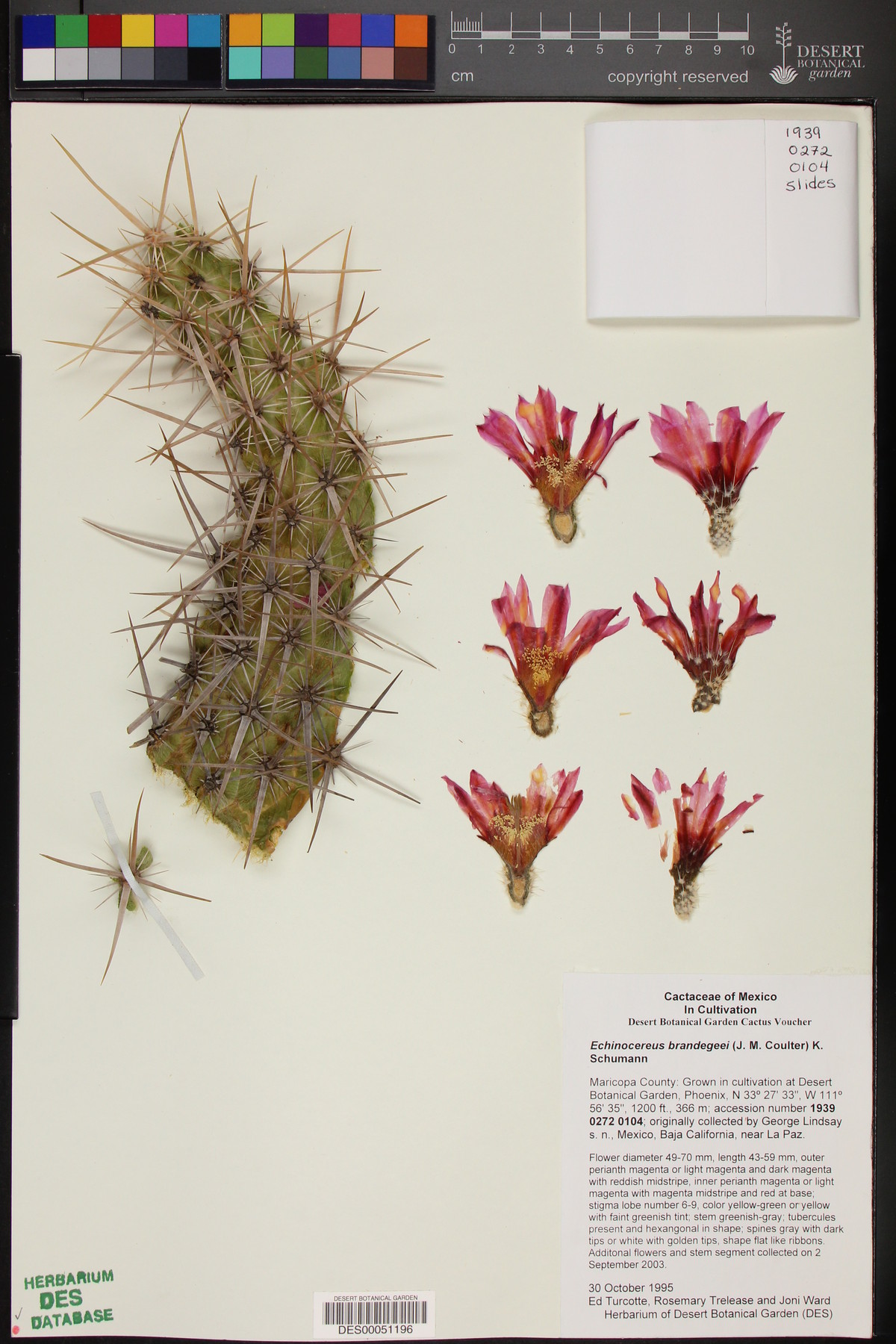 Echinocereus brandegeei image