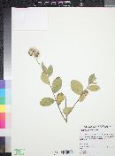 Critoniopsis foliosa image