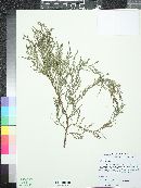 Juniperus flaccida image