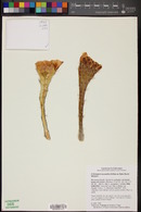 Echinopsis leucantha image