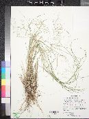 Eragrostis lehmanniana image