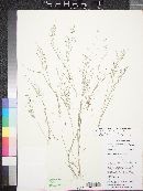 Eragrostis barrelieri image