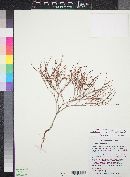 Eriogonum palmerianum image