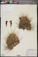 Echinocereus cinerascens image