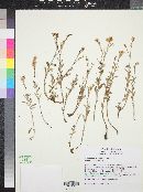 Eriogonum wrightii image