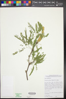 Prosopis laevigata image