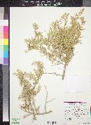 Atriplex confertifolia image