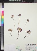 Allium fimbriatum var. mohavense image