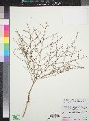 Eriogonum deflexum image