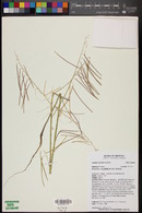 Pennellia longifolia image