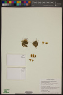 Mammillaria bocasana image