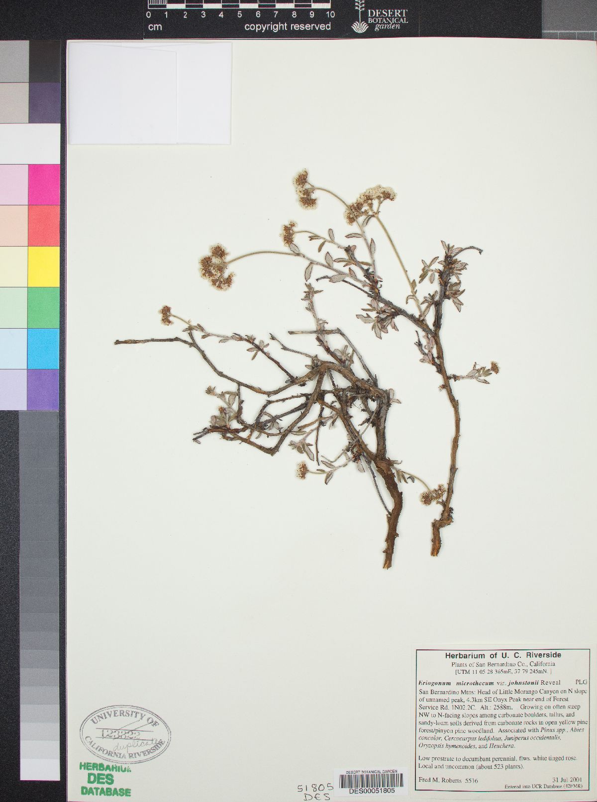 Eriogonum microtheca var. johnstonii image