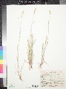 Hordeum pusillum image