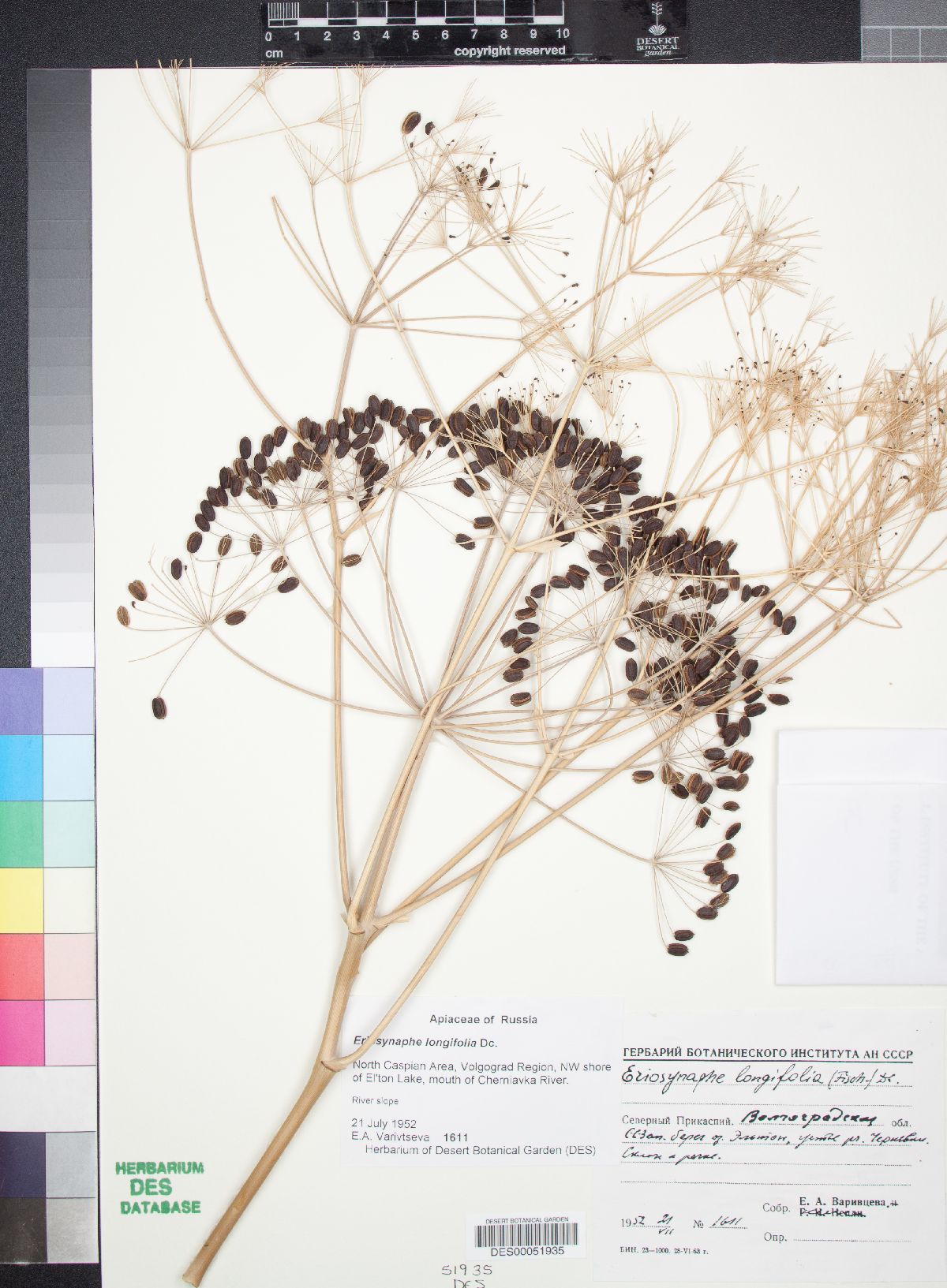 Eriosynaphe longifolia image