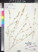 Media resource of Climacoptera brachiata