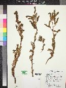 Phacelia crenulata var. angustifolia image