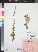 Cercocarpus montanus image