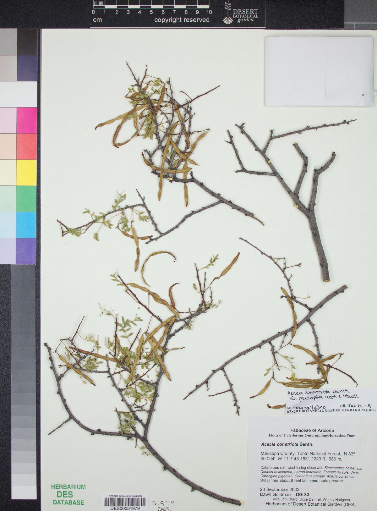 Acacia constricta var. paucispina image