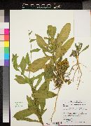 Nicotiana obtusifolia image