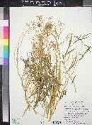 Lorandersonia salicina image