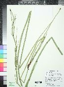 Equisetum hyemale image